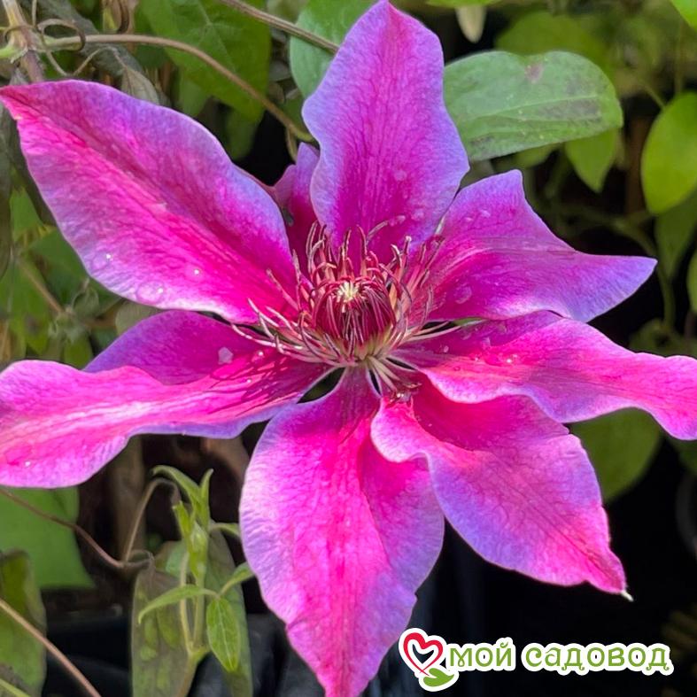 Клематис Акаиши ЗКС