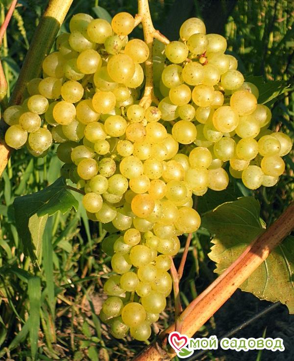 Виноград "Кишмиш 342"