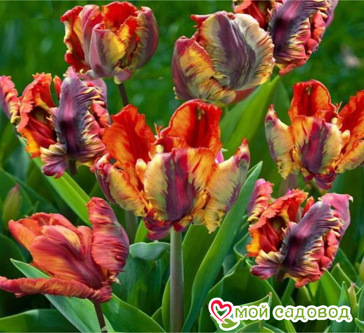 Тюльпан Рококо