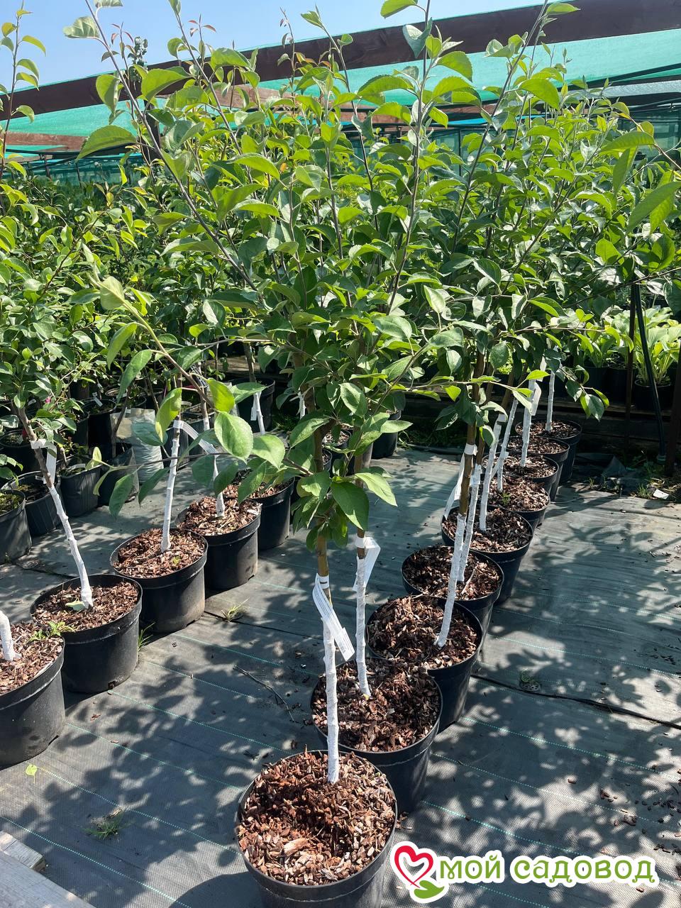 Яблоня Байя Мариса